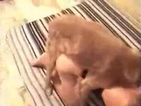 Dog bonks woman on her fours
